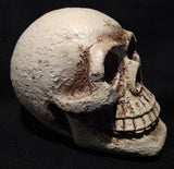 CALAVERA REALISTA DE RESINA - 8,50 CM -